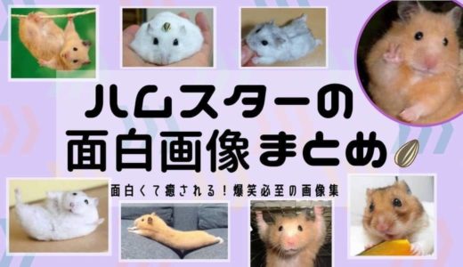 犬の面白画像まとめ 大爆笑できるイヌのおもしろ画像が勢ぞろい 笑うカワウソ